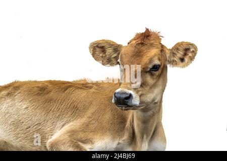 Piccola maglia heifer sdraiata su sfondo bianco in Brasile Foto Stock