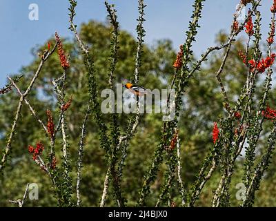 Un Oriole con cappuccio si trova sul ramo di un Ocotillo fiorente Foto Stock