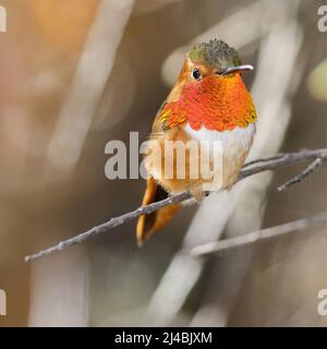 Hummingbird di Allen - Adulti - maschio arroccato su un ramo d'albero. Santa Cruz, California, Stati Uniti. Foto Stock