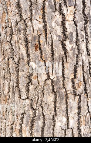 struttura della corteccia dell'albero. Primo piano della pelle ruvida di legno. Superficie incrinata di materiale di log asciutto. Foto di alta qualità Foto Stock