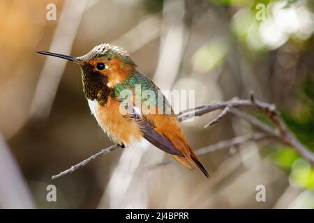 Hummingbird di Allen - Adulti - maschio arroccato su un ramo d'albero. Santa Cruz, California, Stati Uniti. Foto Stock