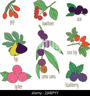 Set di piatti botanici colorati disegnati a mano con tropicale esotico biologico e frutti di bosco isolato vettore illustrazione Illustrazione Vettoriale