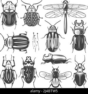 Collezione di insetti vintage con libellula a mosca e diversi tipi di bug e coleotteri immagine vettoriale isolata Illustrazione Vettoriale