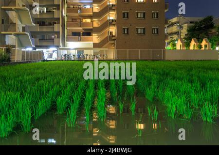 Riso appena piantato in un campo urbano inondato di notte Foto Stock