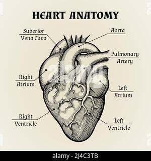 Primo piano Anatomia a cuore bianco e nero con etichette Design grafico. Illustrazione Vettoriale