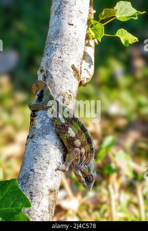 Lucertola endemica Panther chameleon (Furcifer pardalis) nella foresta pluviale a Masoala, provincia di Toamasina, fauna selvatica del Madagascar. Foto Stock