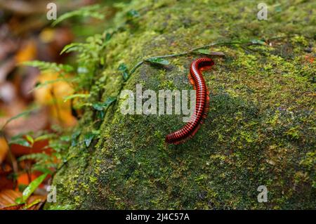 Madagascar fuoco Millipede, pres. Aphistogoniulus Corallipes in Masoala, Madagascar fauna selvatica, Africa Foto Stock