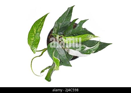 Vista dall'alto della pianta tropicale 'Epipremnum Pinnatum Variegata' con foglie strette con macchie bianche su sfondo bianco Foto Stock