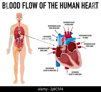 Diagramma che mostra il flusso sanguigno del cuore umano illustrazione Foto Stock