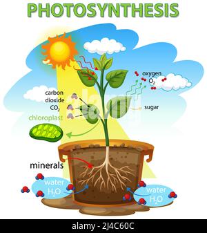 Diagramma di fotosintesi con illustrazione della pianta e della luce solare Foto Stock