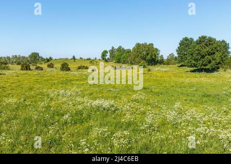 Prato con farfalle fiorenti e prezzemolo di vacca in estate Foto Stock