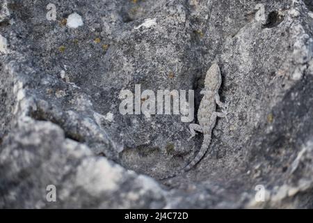 Primo piano di un gecko moresco grigio su una pietra Foto Stock