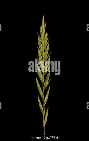 Lettino comune (Elymus repens). Closeup a infiorescenza Foto Stock