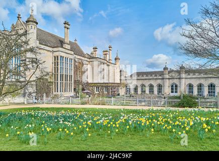 I narcisi nel giardino sud a Burghley House, Stamford, Inghilterra, un palazzo elisabettiano di proprietà della famiglia Cecil. Foto Stock