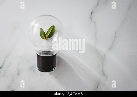 Idee per la sostenibilità e l'ambiente, lampadina con perfetto verde V foglie crescere al suo interno Foto Stock