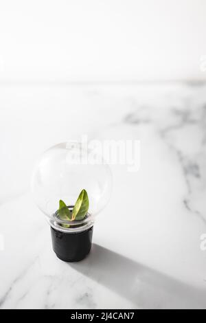 Idee per la sostenibilità e l'ambiente, lampadina con perfetto verde V foglie crescere al suo interno Foto Stock