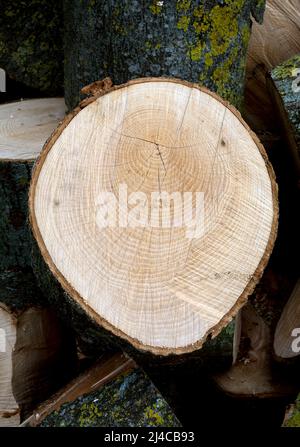 Sezione trasversale di un ramo di albero di cenere grande. Foto Stock