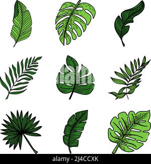 Set di elementi tropicali foglie di mostro tropicale, foglie di banana, ecc. elementi di stile di doodle disegnati a mano, verdi luminosi. Tropici. Estate Illustrazione Vettoriale