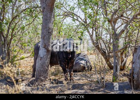 Un magnifico maschio bufali, Syncerus caffer, guarda fuori da dietro un albero, Okavango Delta, il Kalahari, Botswana, Sud Africa Foto Stock