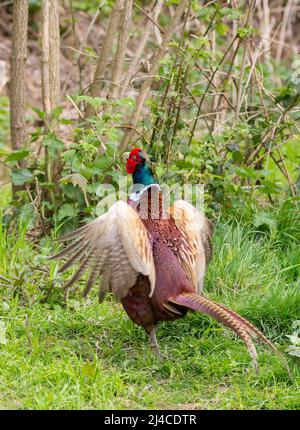 Phasant (Phasianus colchicus) maschio gioco uccello rosso acqua blu verde lucentezza sulla testa arancione marrone corpo piumaggio e lunga coda arancione e collare bianco Foto Stock