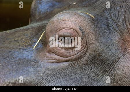 Primo piano degli occhi dell'ippopotamo, Ippopotamo che galleggia sull'acqua. Animale e natura. Foto di alta qualità Foto Stock