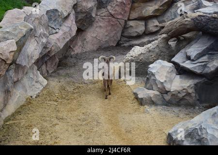 Capra di montagna nello zoo. (Oreamnos americanus) nel recinto zoo. I mammiferi hanno unghie, corna corte e crooks neri. Foto Stock
