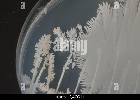 FOTO CLOSEUP DI BATTERI E FUNGHI GRWOTH SU TERRENO AGAR IN UNA PIASTRA DI PLASTICA Foto Stock