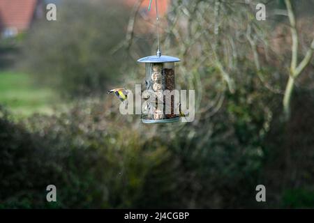 Un finch d'oro, Carduelis carduelis, che vola verso un alimentatore di uccelli appeso, con uno starling, Sturnus vulgaris che mangia palle di suetto Foto Stock