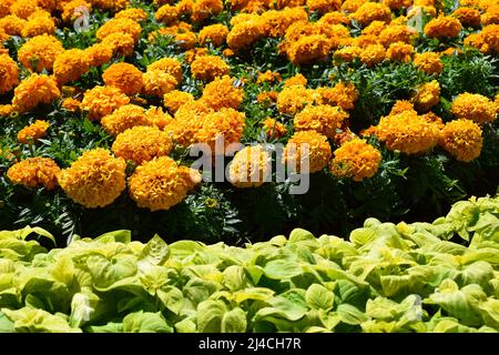 Bella arancio Marigold fiori, sorprendente estate fiori di macchia marigold, estate flora ornamentale. I marigolds gialli fioriti crescono sul fiore. Foto Stock