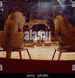 Star in der Manege, AZ Gala, ZDF-Aufzeichnung aus dem Circus Krone in München, Deutschland, 1978, im Bild: Raubtierdressur mit Löwen und Bernhardiner Hunden. Star in der Manege, Gala, registrazione TV da Circus Krone a Monaco di Baviera, Germania, 1978, nella foto: Predator dressage con leoni e cani San Bernardo. Foto Stock