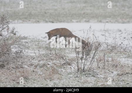 Volpe rossa (Vulpes vulpes) cattura preda durante il salto, neve, nebbia, inverno, Departement Haut-Rhin, Alsazia, Francia Foto Stock
