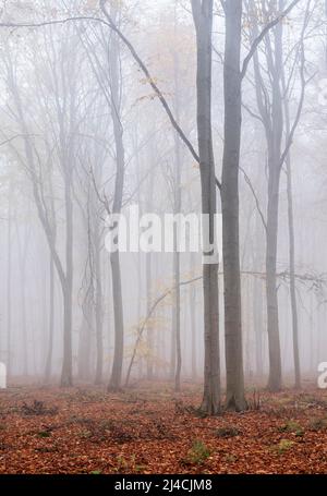 Buchenwald mit letzten bunten Blaettern im Herbst, dichter Nebel, Burgenlandkreis, Sachsen-Anhalt, Deutschland Foto Stock