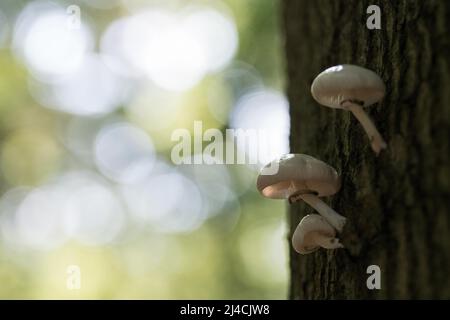 Fungo di porcellana (Mucidula mucida), che cresce da albero in piedi in luce solare romantica, Vorpommersche Boddenlandschaft Parco Nazionale Foto Stock