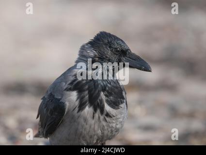 Carrion Crow (Corvus corone), da vicino sulla spiaggia del Mar Baltico, Vorpommersche Boddenlandschaft National Park, Germania Foto Stock