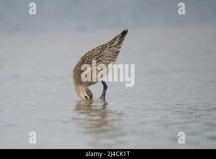 godwit con coda di bar (Limosa laponica), appesa sul fondo del Mar Baltico in cerca di cibo, Vorpommersche Boddenlandschaft National Park, Germania Foto Stock