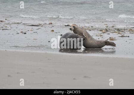 Sigillo grigio (Halichoerus grypus), due animali che combattono nelle acque poco profonde del Mare del Nord, Helgoland, Schleswig-Holstein Foto Stock