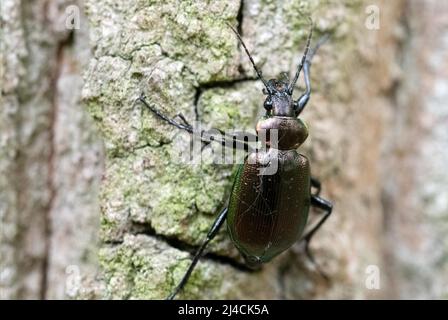 Bruco-cacciatore (Calosoma inquisitor), coleottero seduto su un tronco di albero, Diesfordter Wald, Renania settentrionale-Vestfalia Foto Stock