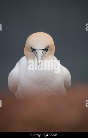 Gannet settentrionale (Morus fagannanus), uccello completamente rilassato durante l'allevamento, Helgoland, Schleswig-Holstein, Germania Foto Stock