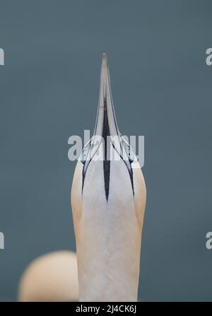 Gannet settentrionale (Morus fagannanus), uccello che osserva cospicui sopravolanti, ritratto della parte inferiore della testa, Helgoland, Schleswig-Holstein, Germania Foto Stock