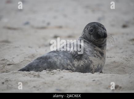 Sigillo grigio (Halichoerus grypus), giovanile disteso e riposato sulla spiaggia dopo il cambio del suo cappotto, Helgoland, Schleswig-Holstein Foto Stock