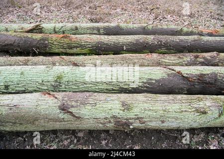 Silvicoltura nella foresta, alberi appena sgranati giacendo sul bordo della strada forestale pronto per la rimozione, Duesseldorf, Germania Foto Stock