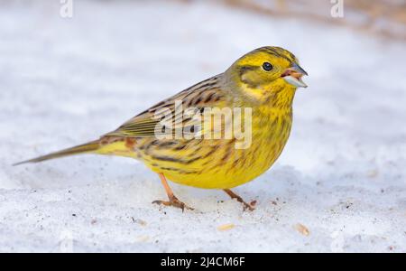 Yellowhammer maschio affamato (Emberiza citrinella) si trova sulla neve vicino al cibo di grano nella soleggiata giornata invernale Foto Stock