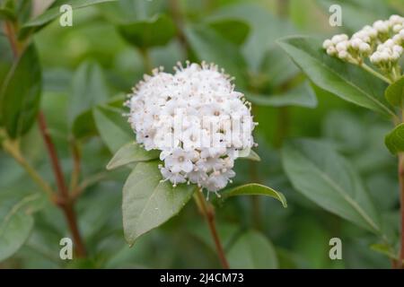 Laurustinus (Viburnum tinus), piante ornamentali in fiore nel giardino, Velbert, Germania Foto Stock