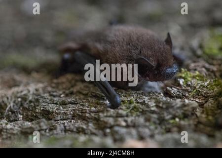 Pipistrelle comune (Pipistrellus pipistrellus), primo piano su corteccia di muschio, Wuppertal, Germania Foto Stock