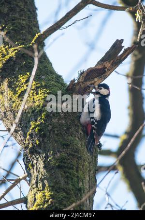Buntspecht (Dendrocopos major), sitzt auf Baum und ruft, Duesseldorf, Germania Foto Stock