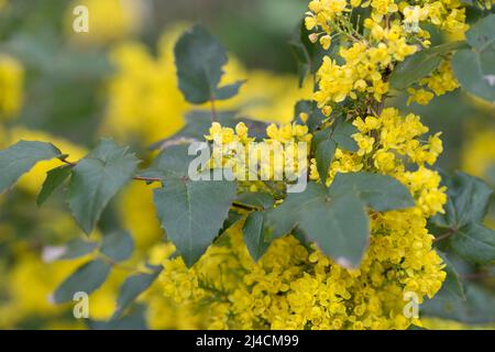 Oregon-uva (Mahonia aquifolium), fiorente nel giardino, Velbert, Germania Foto Stock