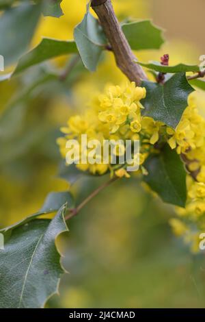 Oregon-uva (Mahonia aquifolium), fiorente nel giardino, Velbert, Germania Foto Stock