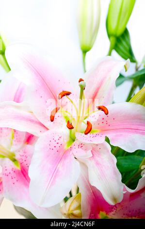 Bouquet di mazzo di fiori di giglio rosa su copyspace bianco Foto Stock