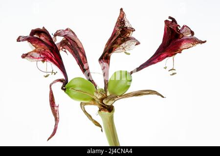 Sfondo bianco, foto studio, amaryllis rosso, fiore selvatico (Amaryllidaceae), Baden-Wuerttemberg, Germania Foto Stock