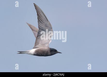 Adult Black tern (Chlidonias niger) che vola nel cielo blu con le ali spalmate Foto Stock